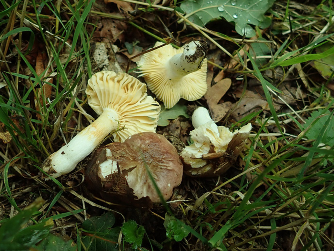 Photo © Penny Cullington Russula odorata by Penny Cu llington